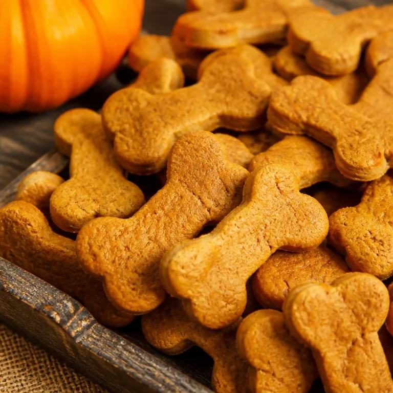 Homemade peanut butter pumpkin dog treats for healthy canine snacks
