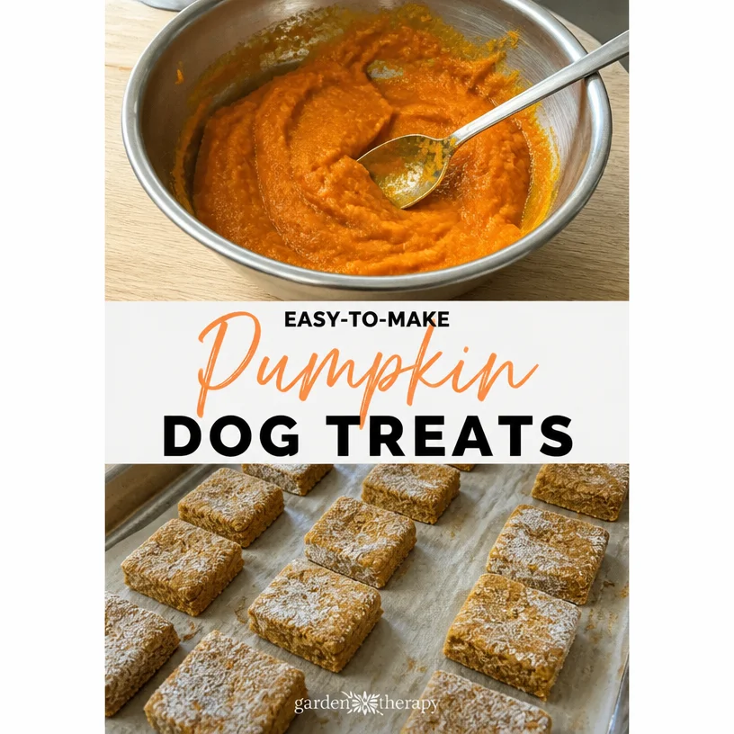 Three-Ingredient Pumpkin Dog Treats That Fido Will Love